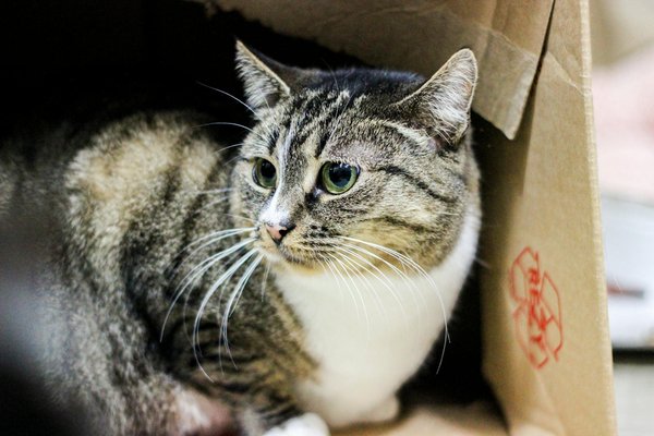 How Can Real Estate Development Incorporate Renewable Energy Microgrids?