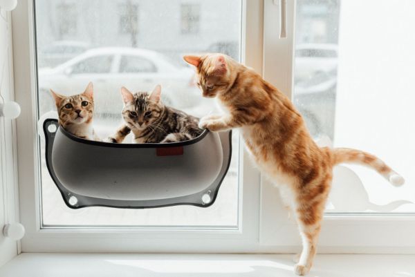 How to Ensure the Safety of a Pet in a Multi-Level Home?